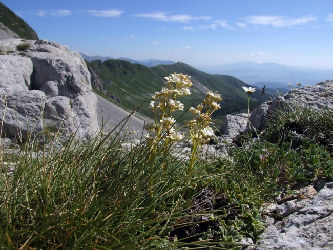 Saxifraga callosa / Sassifraga meridionale